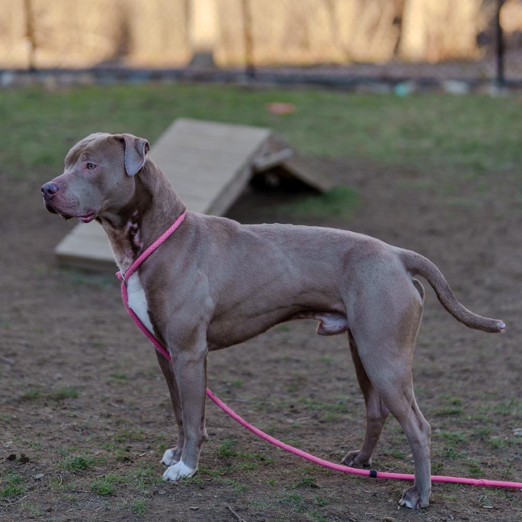 Enlarge Brad Pit, a Adoptable Pit Bull Terrier in Pawling, NY image 6/6