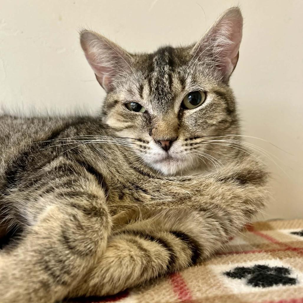 Enlarge Lola, a Adoptable Domestic Short Hair in Green Bay, WI image 1/6
