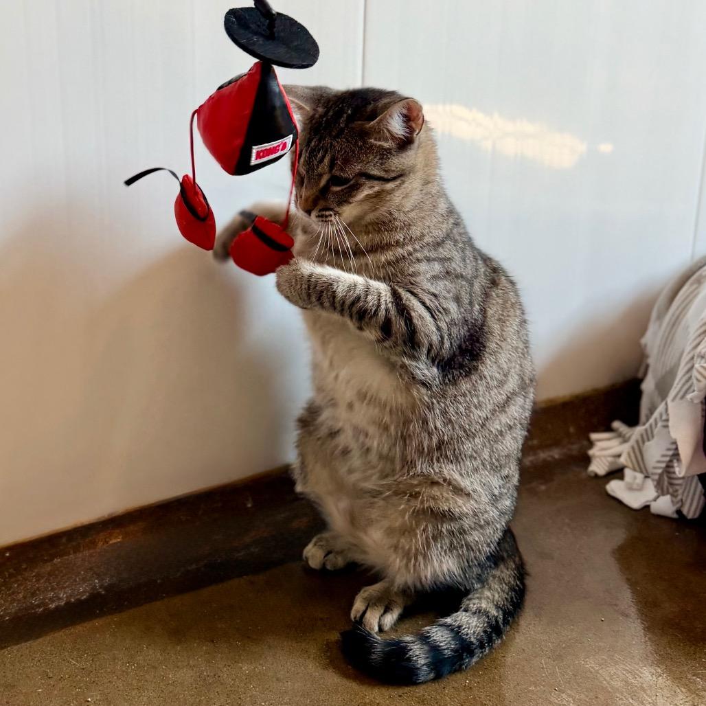 Enlarge Lola, a Adoptable Domestic Short Hair in Green Bay, WI image 2/6