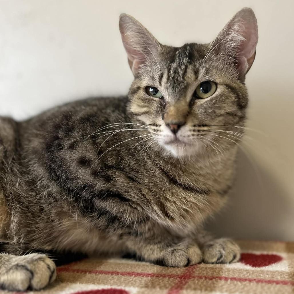 Enlarge Lola, a Adoptable Domestic Short Hair in Green Bay, WI image 3/6