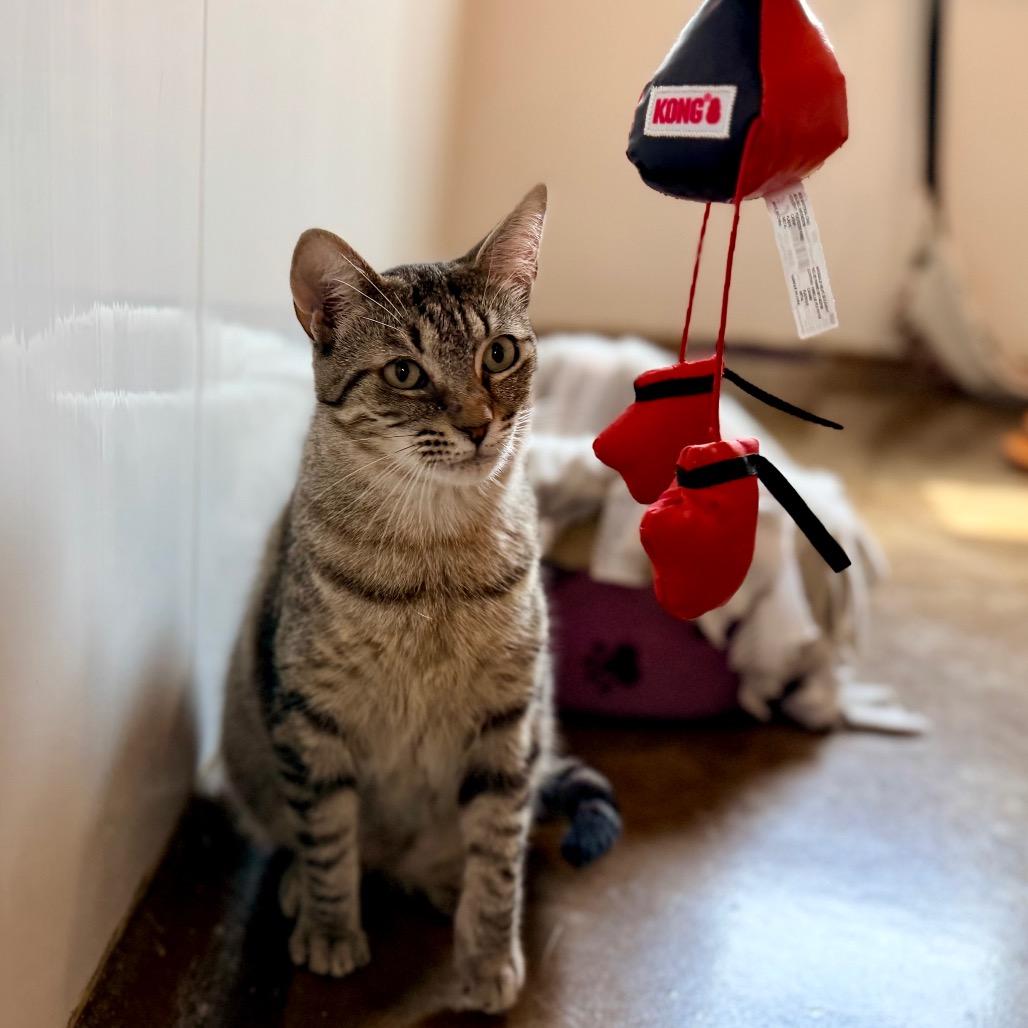 Enlarge Lola, a Adoptable Domestic Short Hair in Green Bay, WI image 4/6