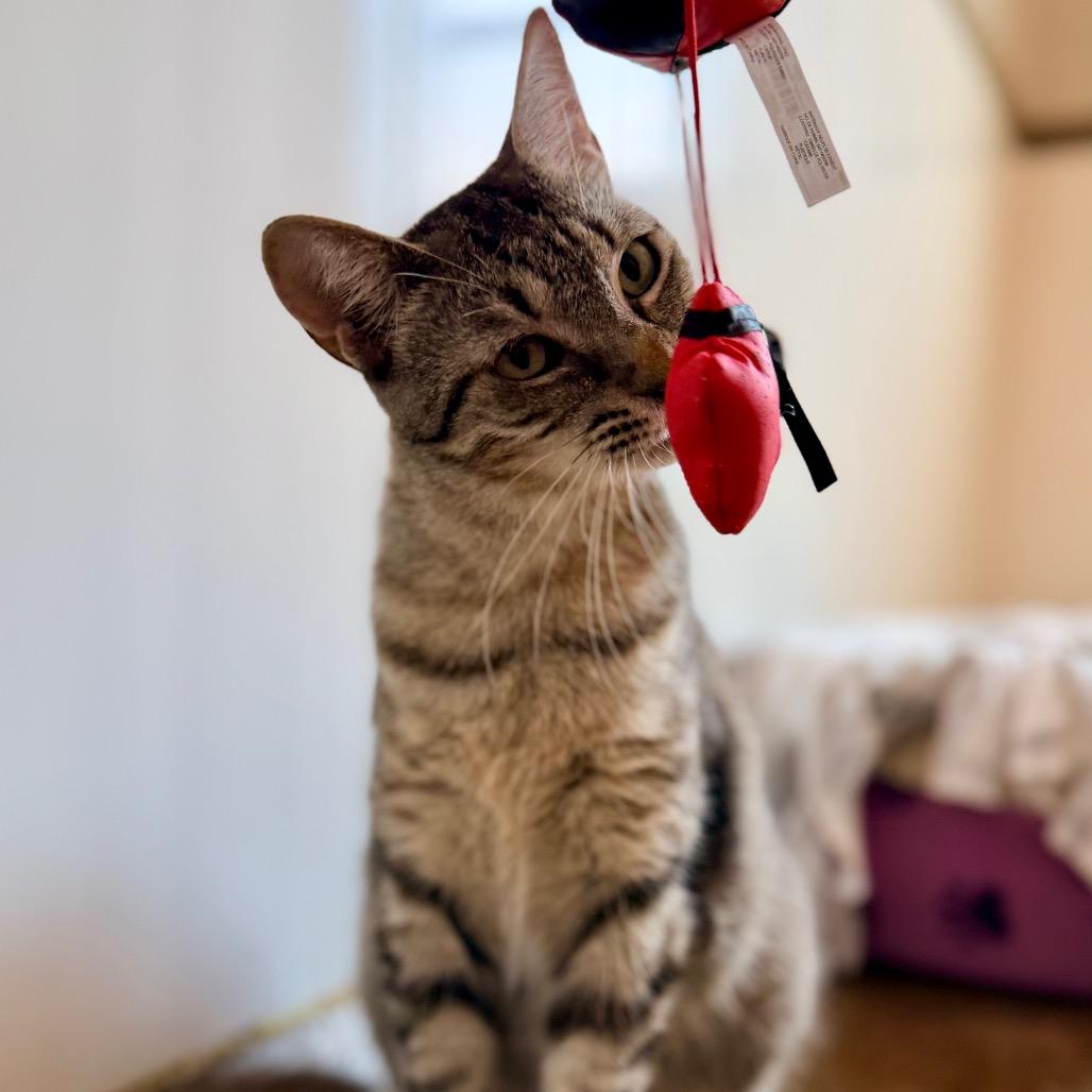Enlarge Lola, a Adoptable Domestic Short Hair in Green Bay, WI image 5/6