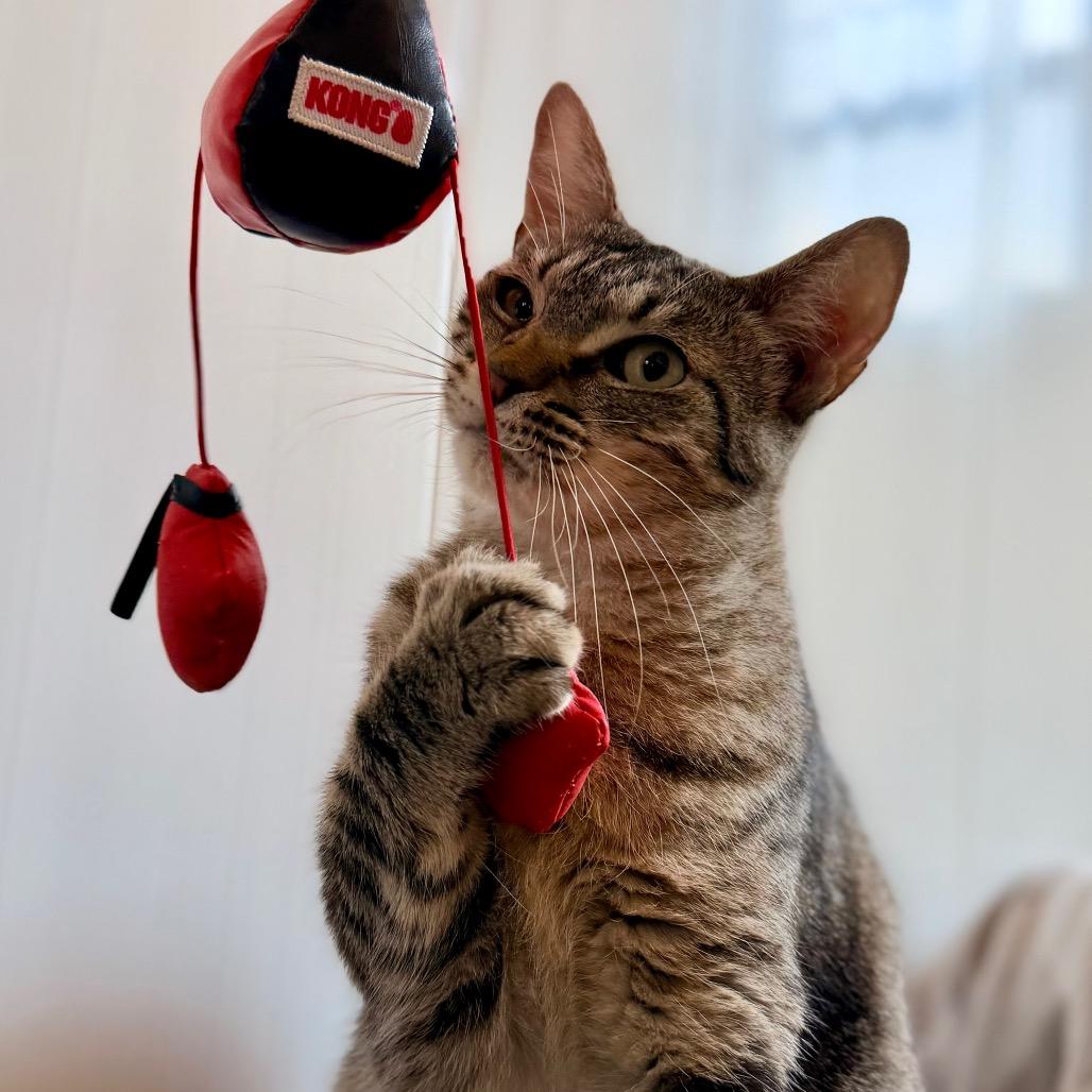 Enlarge Lola, a Adoptable Domestic Short Hair in Green Bay, WI image 6/6