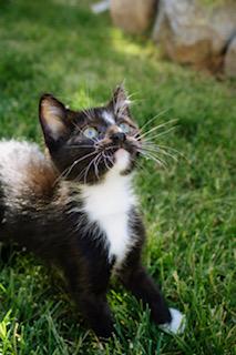 Haymitch, an adopted Domestic Short Hair in Salt Lake City, UT image 4/5