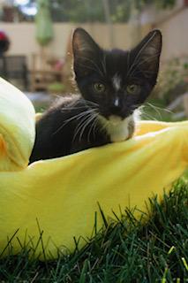 Haymitch, an adopted Domestic Short Hair in Salt Lake City, UT image 5/5