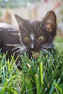 Haymitch, an adopted Domestic Short Hair in Salt Lake City, UT image 3/5