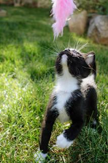 Haymitch, an adopted Domestic Short Hair in Salt Lake City, UT image 2/5