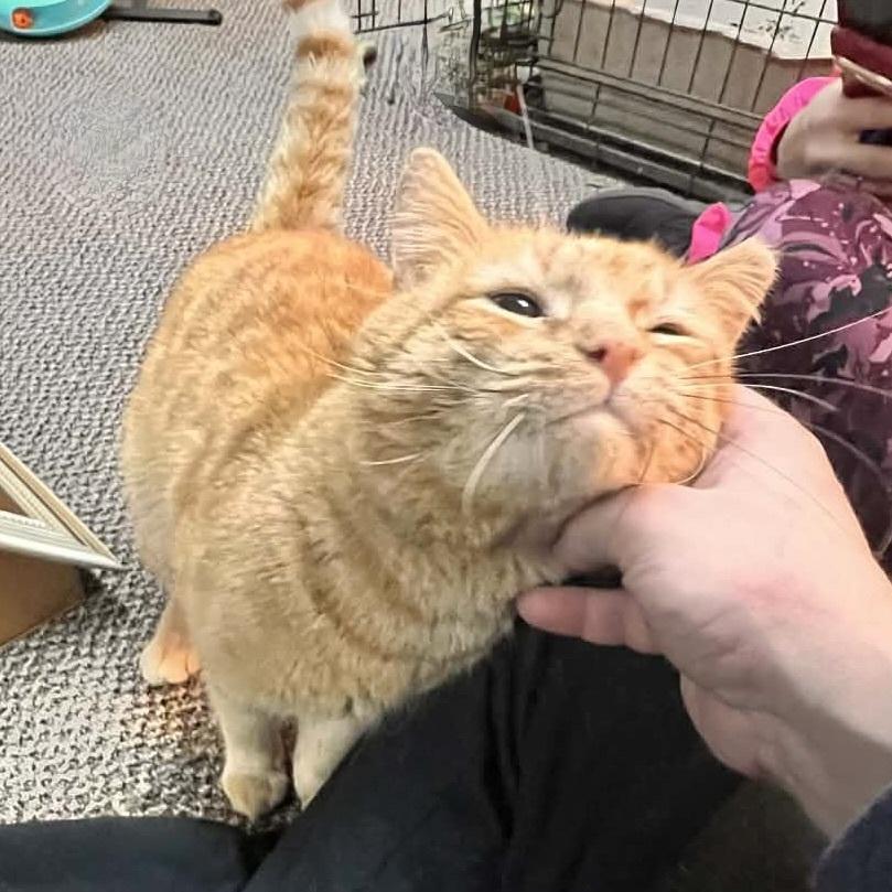 Enlarge Cheddar, a Adoptable Domestic Short Hair in Patchogue, NY image 1/6