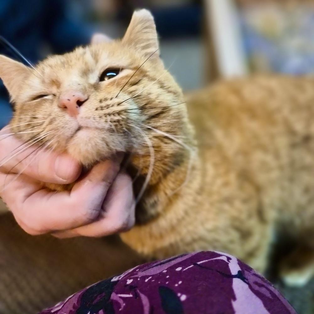 Enlarge Cheddar, a Adoptable Domestic Short Hair in Patchogue, NY image 2/6