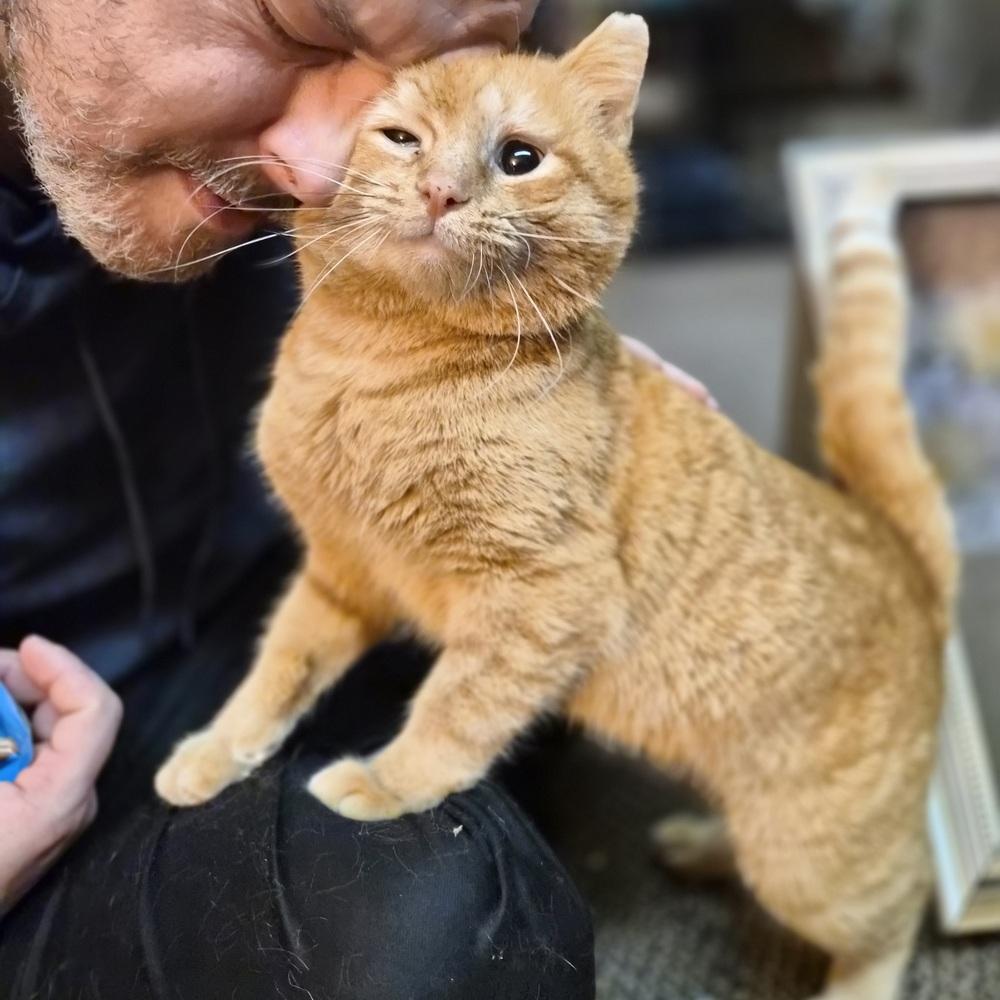 Enlarge Cheddar, a Adoptable Domestic Short Hair in Patchogue, NY image 3/6