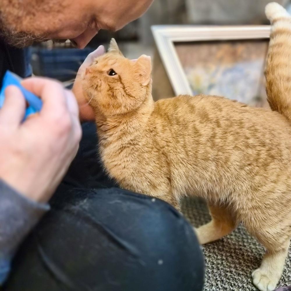 Enlarge Cheddar, a Adoptable Domestic Short Hair in Patchogue, NY image 4/6