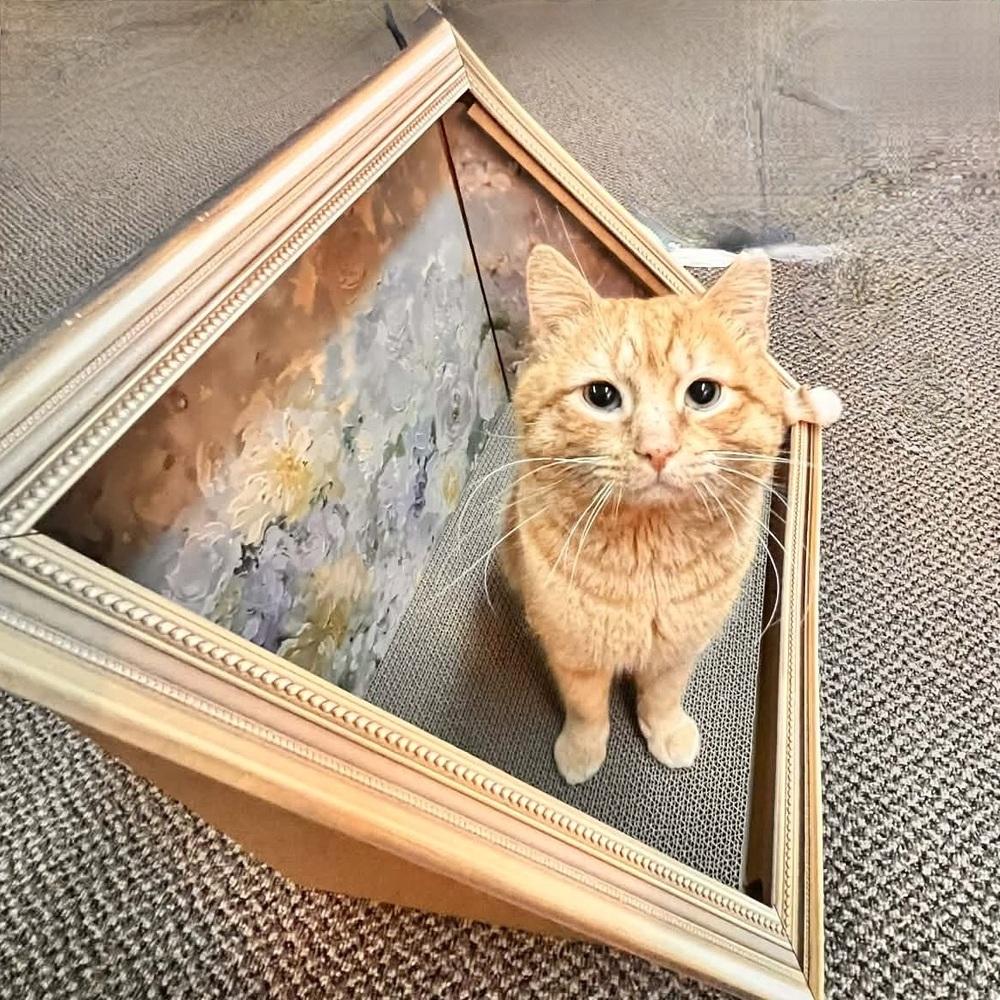 Enlarge Cheddar, a Adoptable Domestic Short Hair in Patchogue, NY image 5/6