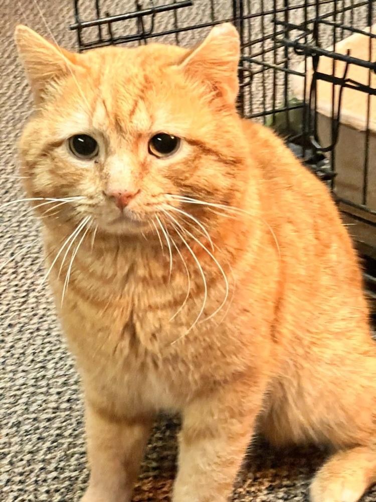 Enlarge Cheddar, a Adoptable Domestic Short Hair in Patchogue, NY image 6/6