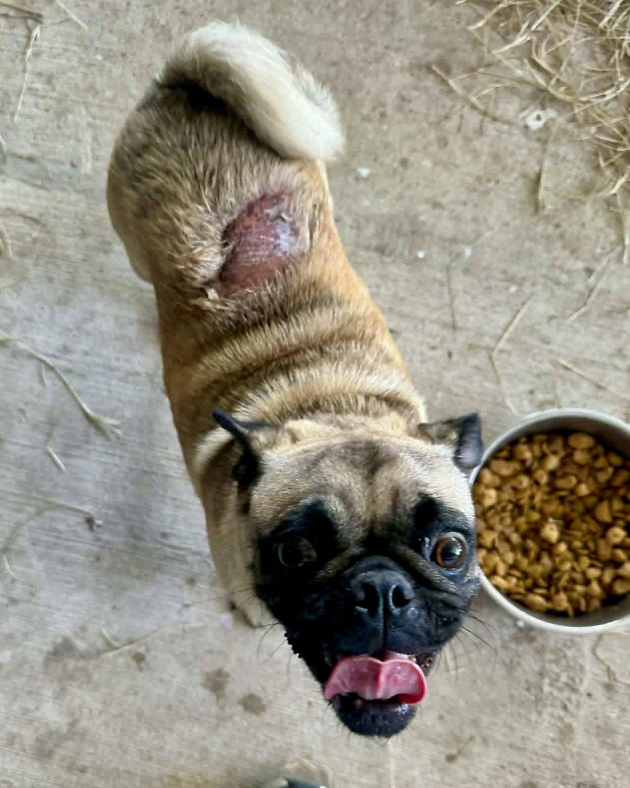 Fiona, Adoptable, Young Female Pug.