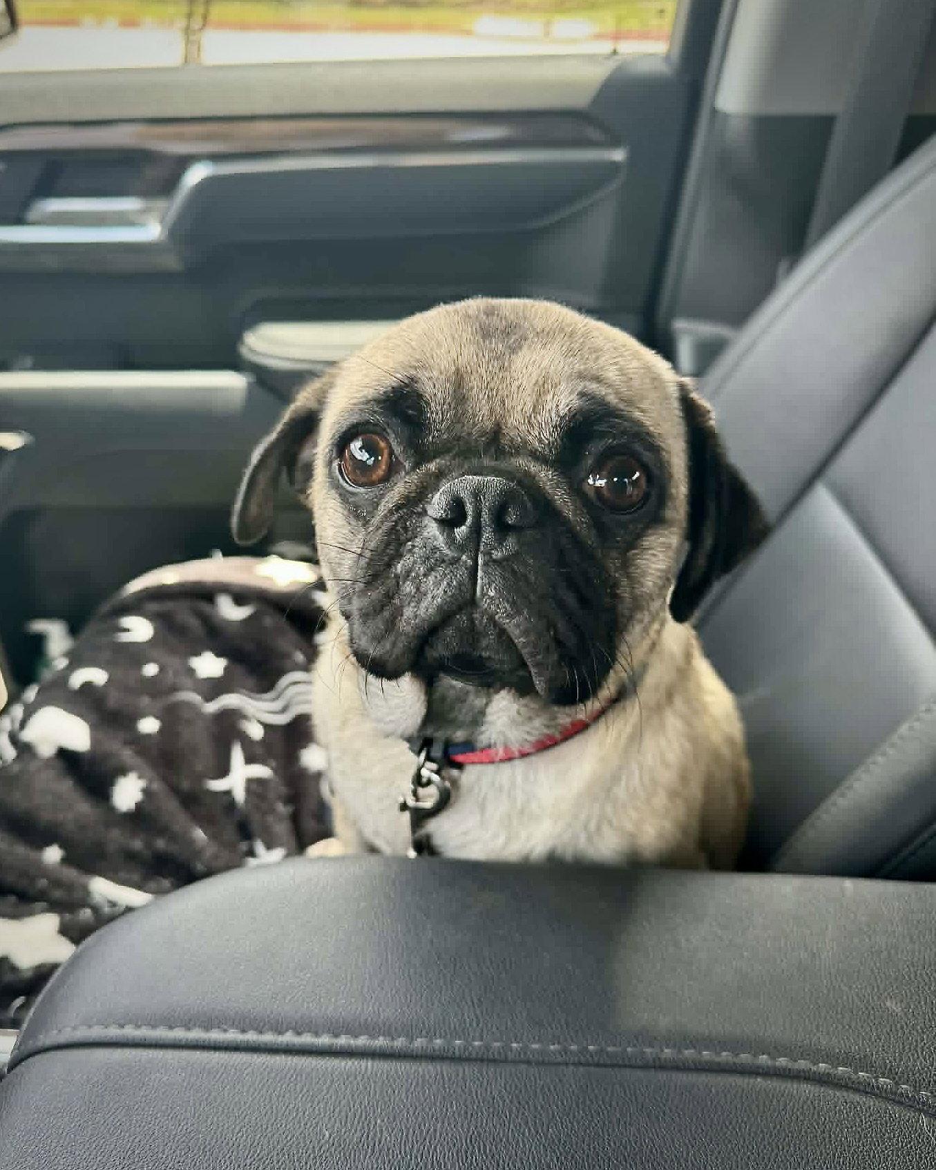 Fiona, a Adoptable Pug in Monticello, NY image 2/3