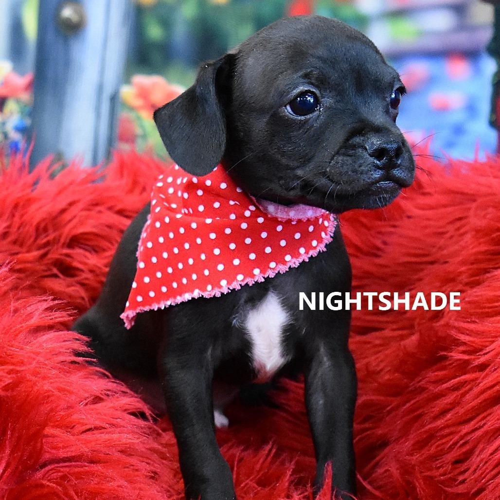 Nightshade, Adoptable, Puppy Male Pug & Mixed Breed.