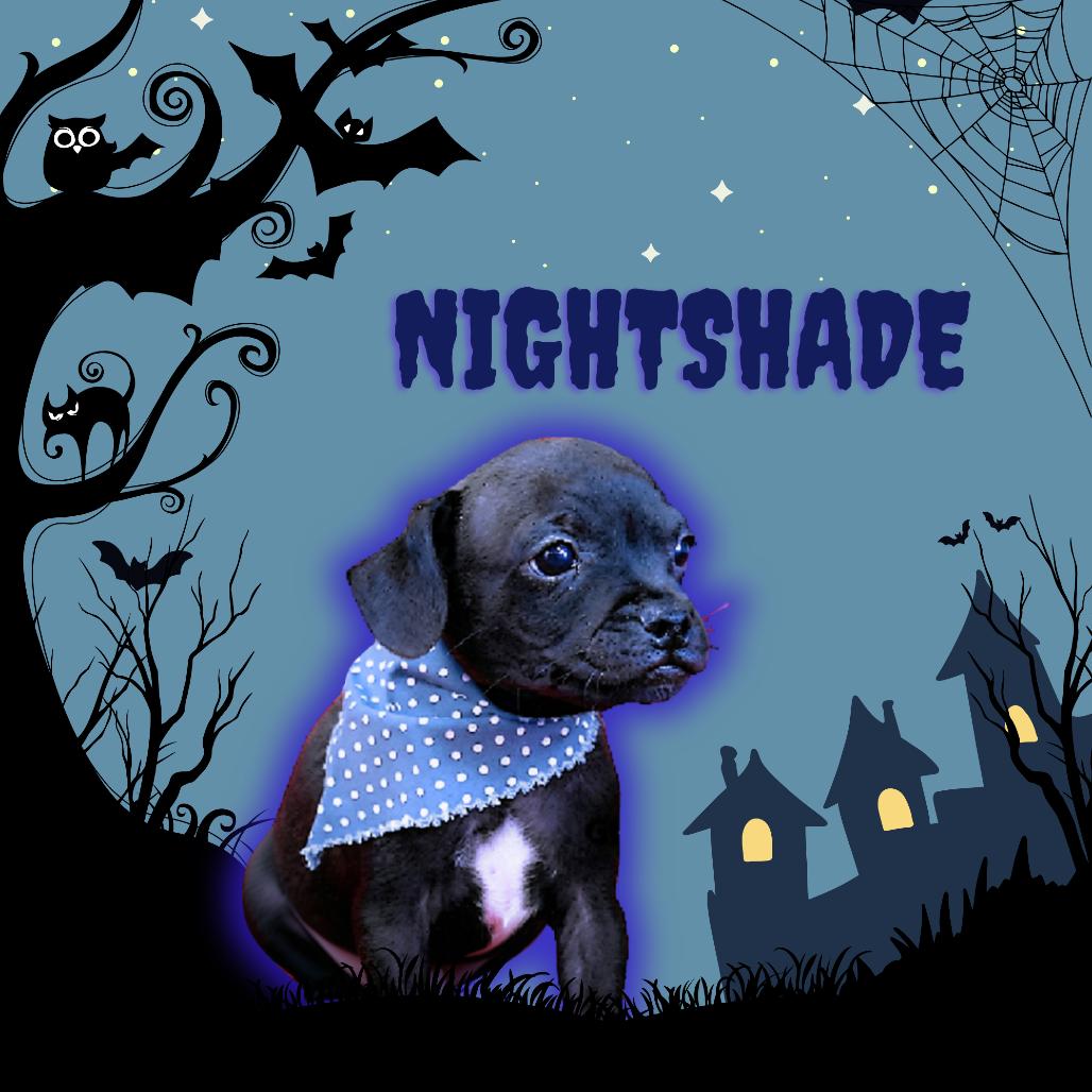 Enlarge Nightshade, a Adoptable mixed breed in Tempe, AZ image 2/2