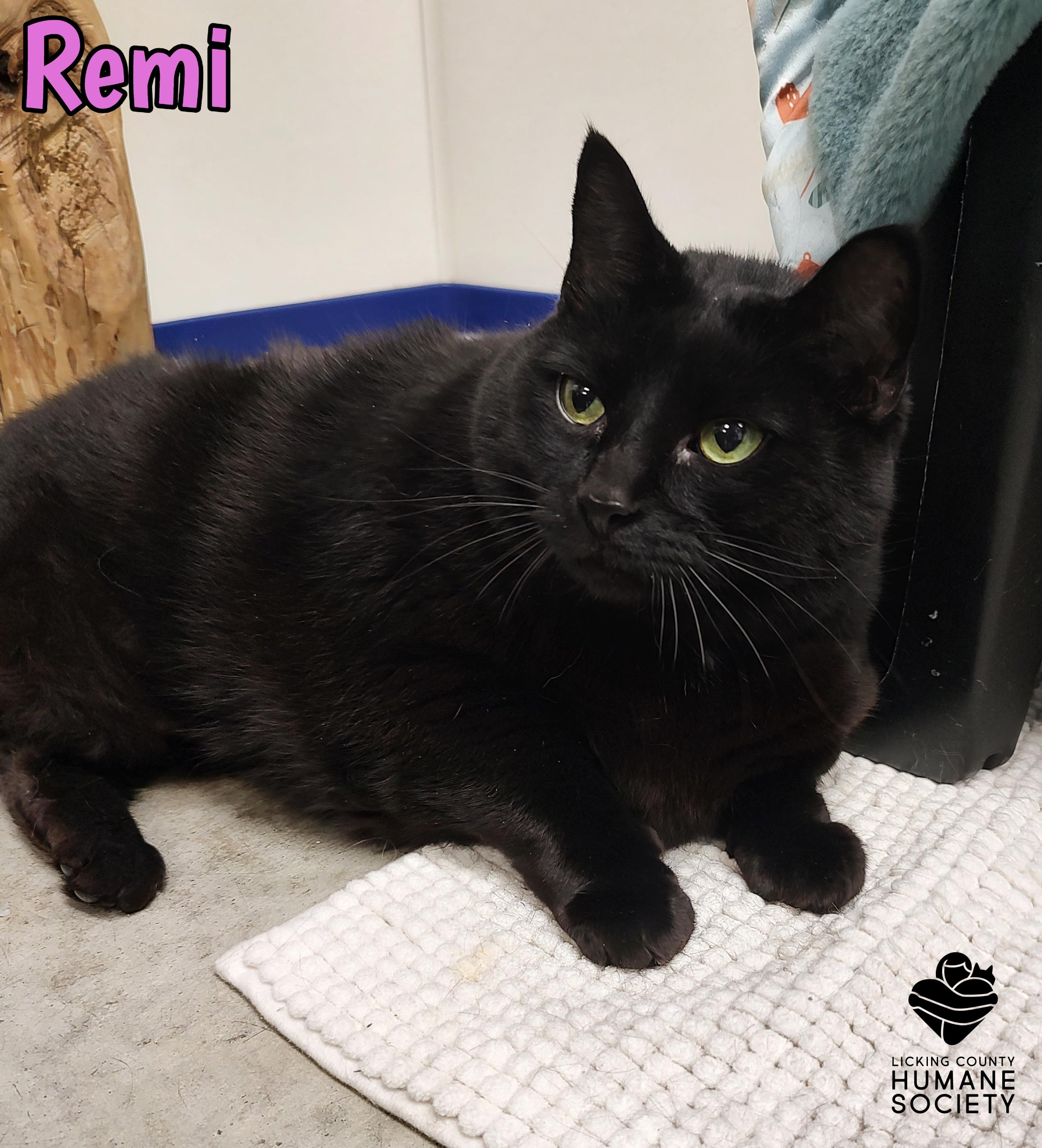 Remi, ADOPTABLE, Senior Female Domestic Short Hair.