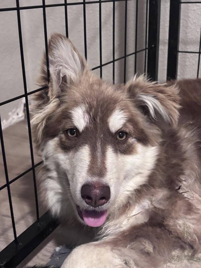 Sander, Adoptable, Young Male Husky.