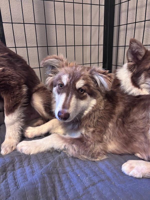 Enlarge Sander, a Adoptable Husky in renton, WA image 2/3