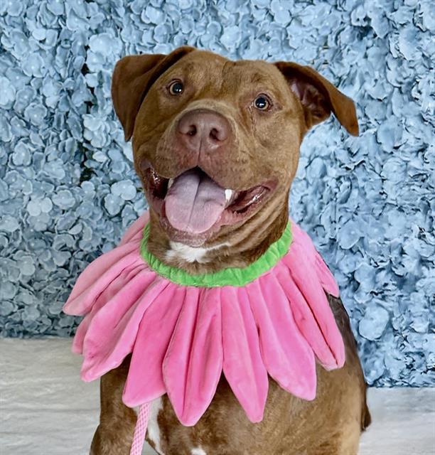 Enlarge SIRIUS, a Adoptable Pit Bull Terrier in Auburn, CA image 1/1