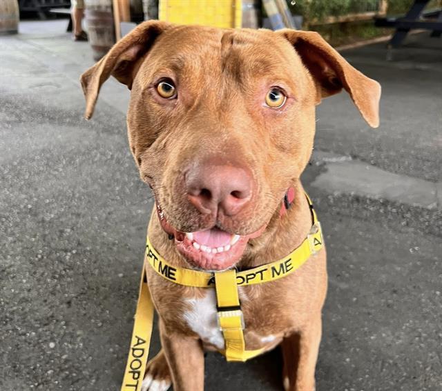 SIRIUS, Adoptable, Young Male Pit Bull Terrier.