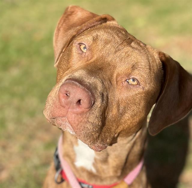Enlarge SIRIUS, a Adoptable Pit Bull Terrier in Auburn, CA image 2/2
