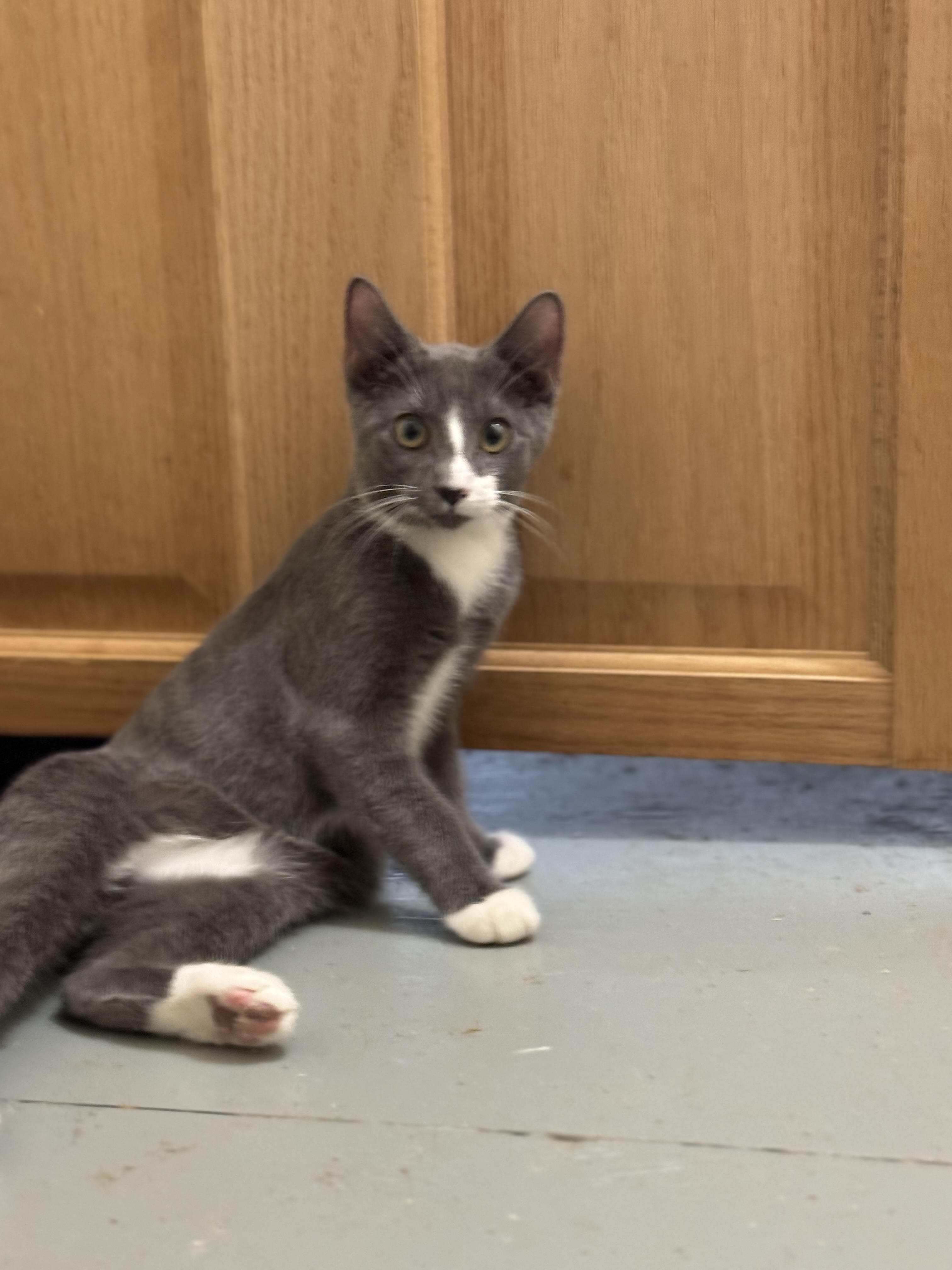 Enlarge Ollie, a Adoptable Domestic Short Hair in Crockett, CA image 2/2