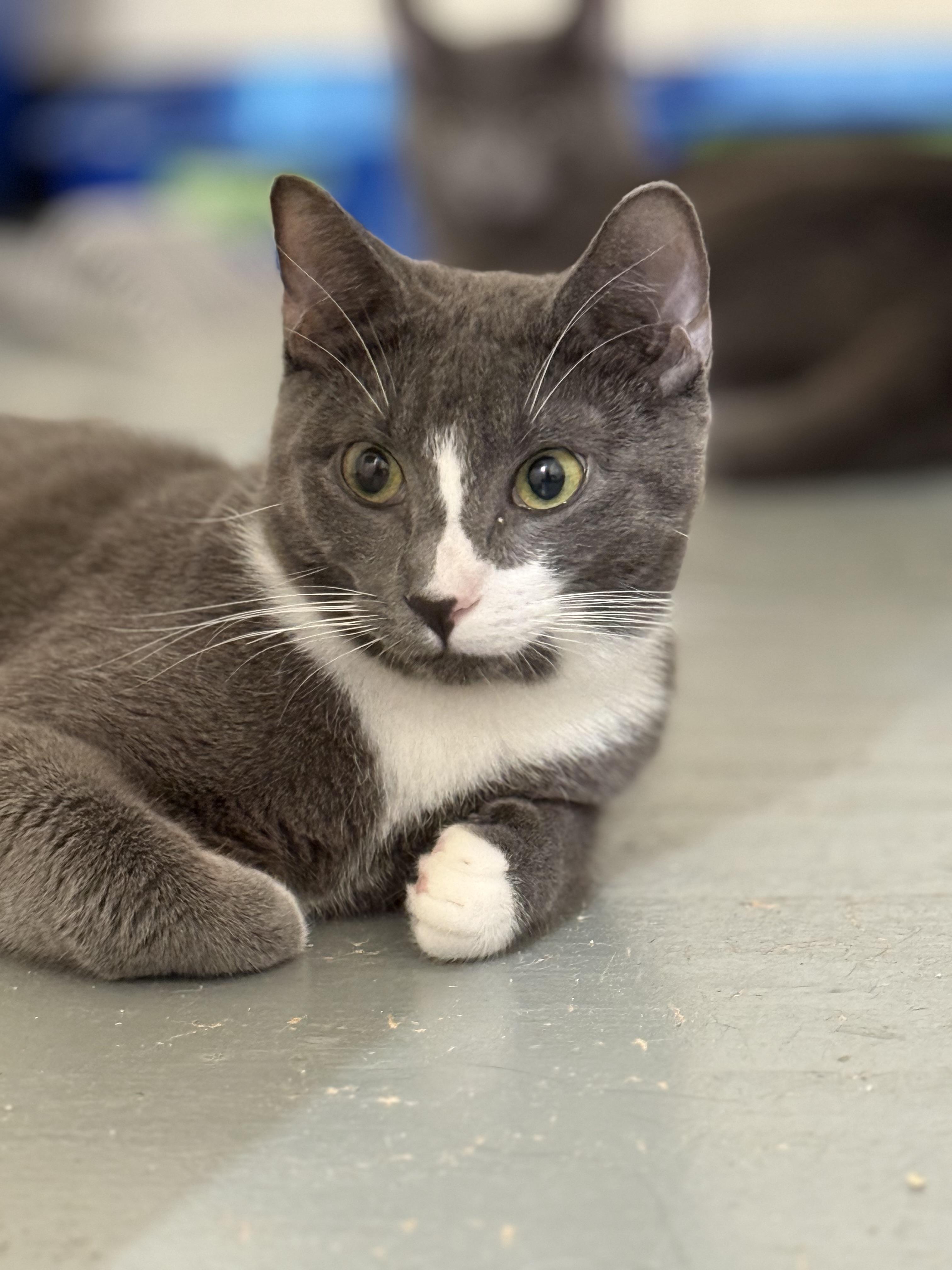 Enlarge Ollie, a Adoptable Domestic Short Hair in Crockett, CA image 1/2