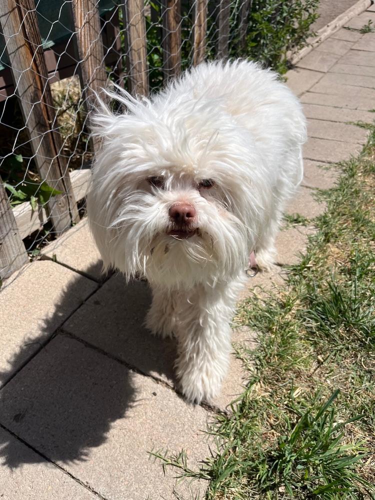Enlarge Buddy, a Adoptable mixed breed in Boone, CO image 1/3
