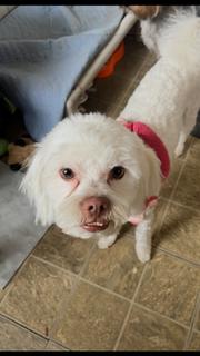 Enlarge Buddy, a Adoptable mixed breed in Boone, CO image 3/3