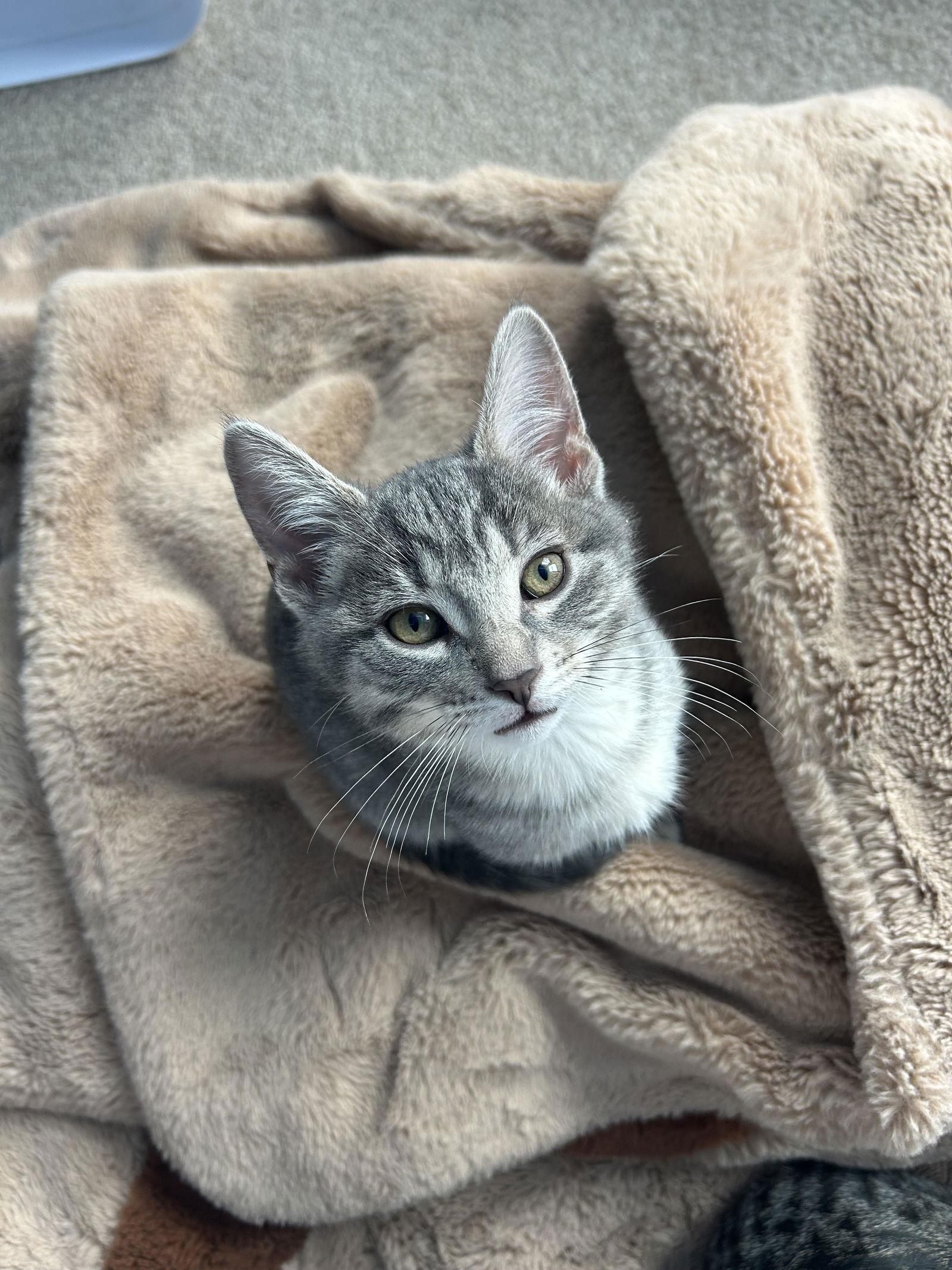 Enlarge Ghost, a Adopted Tabby in Maywood, IL image 1/1