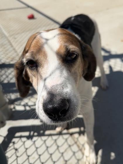 Juicy Fruit, Adoptable, Adult Female Hound & Mixed Breed.