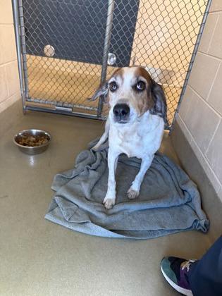 Juicy Fruit, a Adoptable mixed breed in King William, VA image 2/3