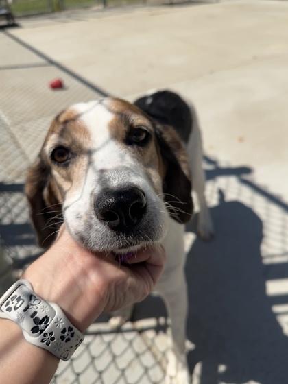 Juicy Fruit, a Adoptable mixed breed in King William, VA image 3/3