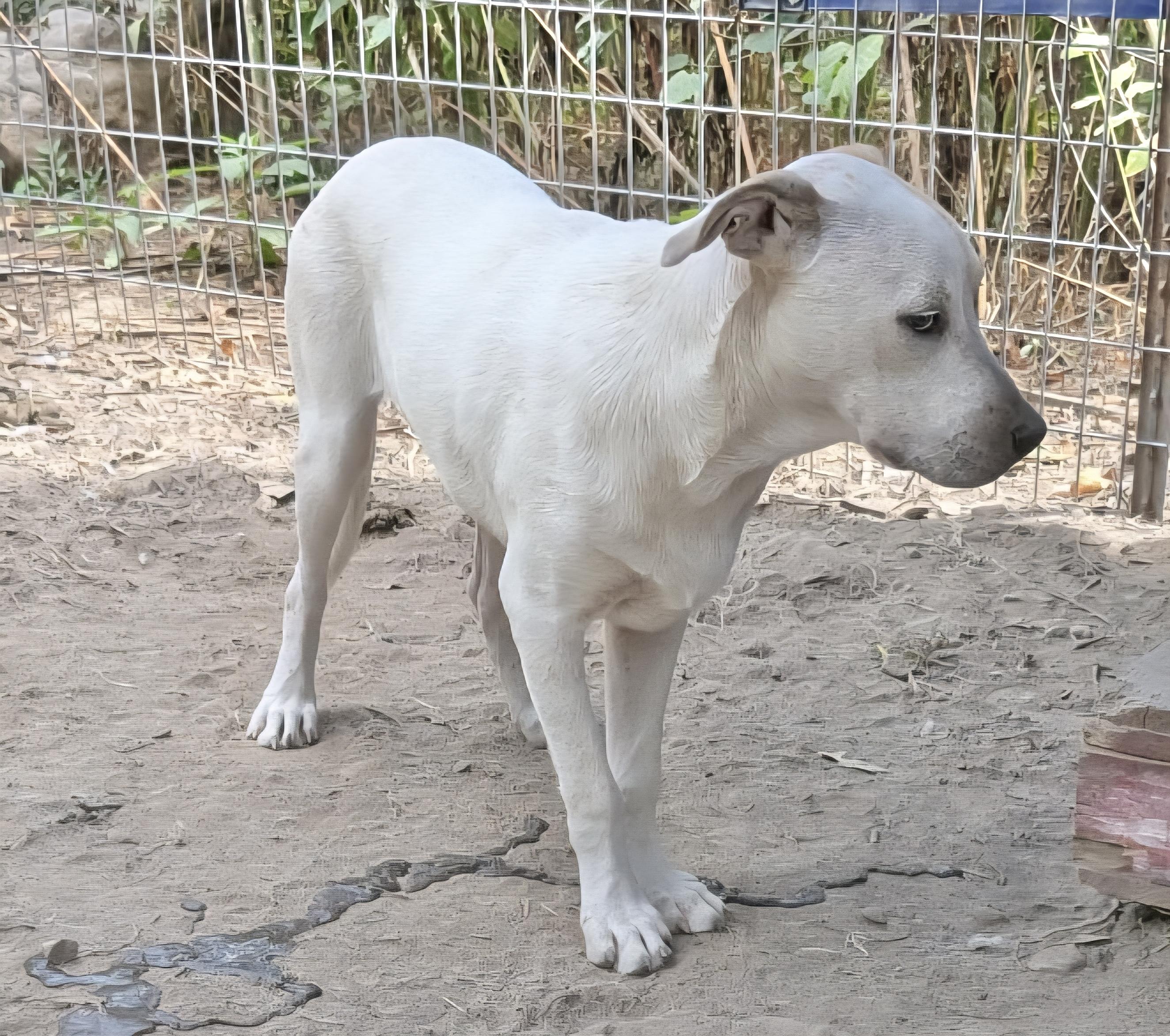 Rocket Dog thumbnail 2