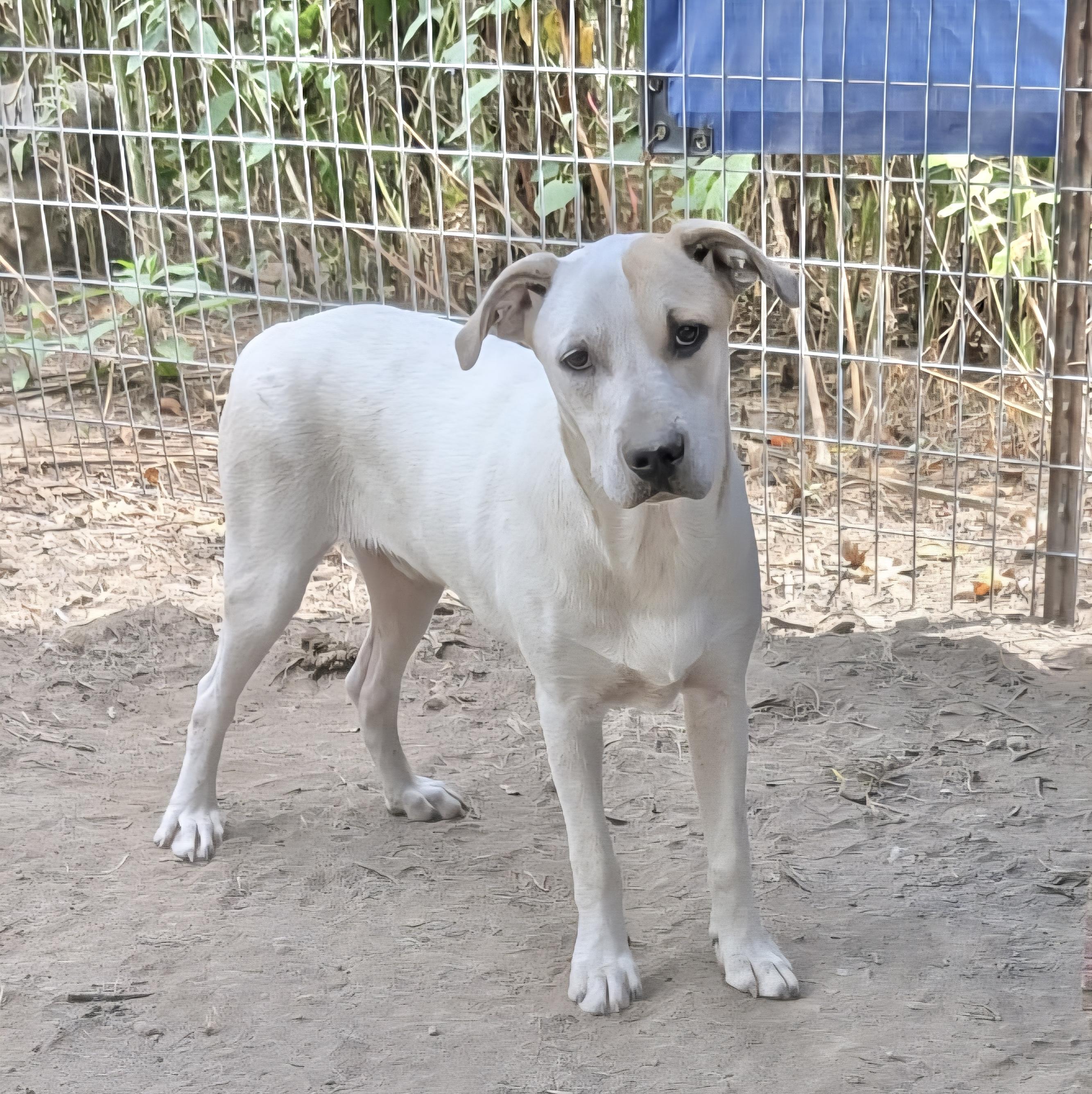 Enlarge Rocket Dog, a Adoptable Catahoula Leopard Dog in Manchester, CT image 2/4