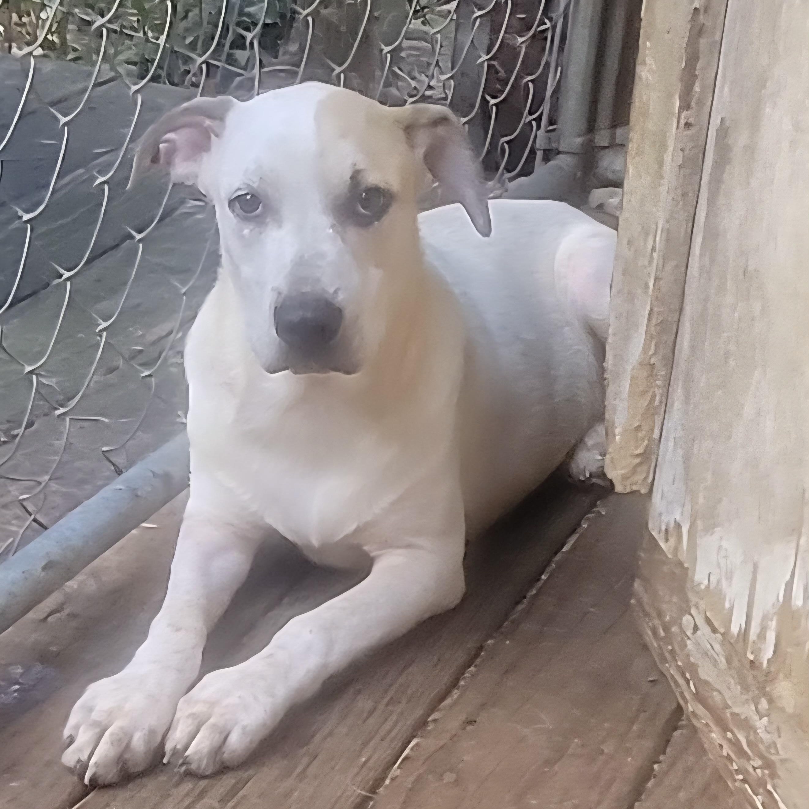 Enlarge Rocket Dog, a Adoptable Catahoula Leopard Dog in Manchester, CT image 1/4