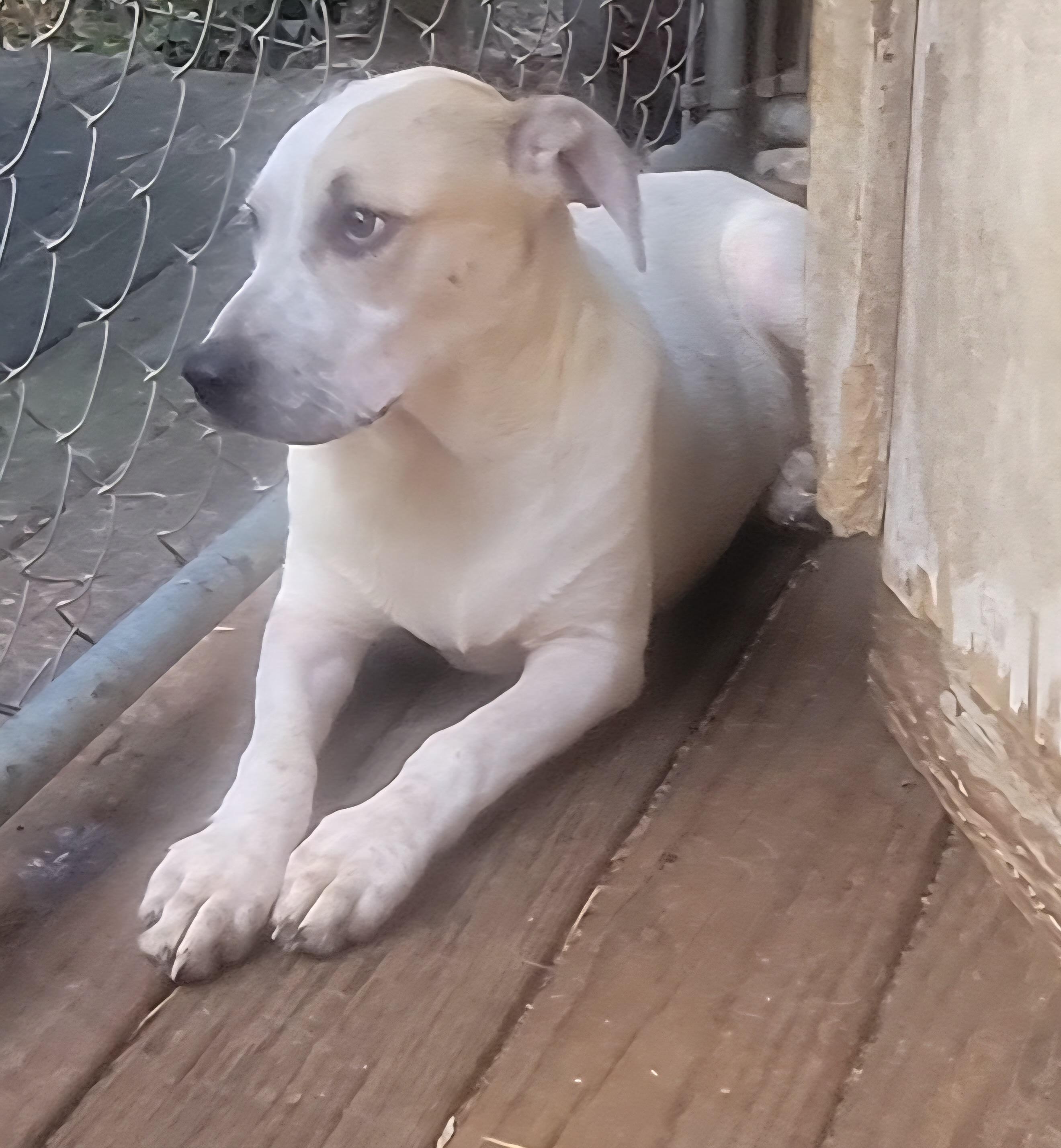 Rocket Dog thumbnail 4