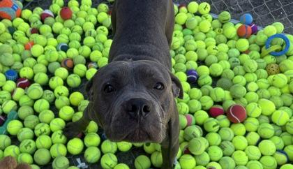 Casey-Jones, a Adoptable mixed breed in Santa Paula, CA image 1/6