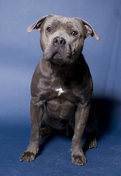 Casey-Jones, a Adoptable mixed breed in Santa Paula, CA image 3/6