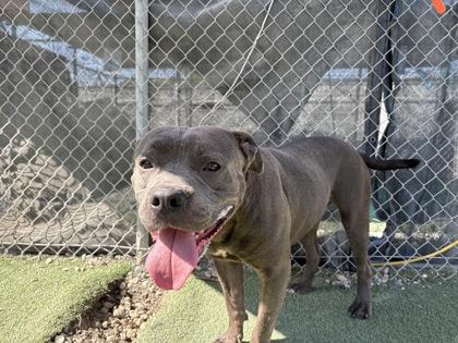 Casey-Jones, Adoptable, Adult Male Pit Bull Terrier & Mixed Breed.