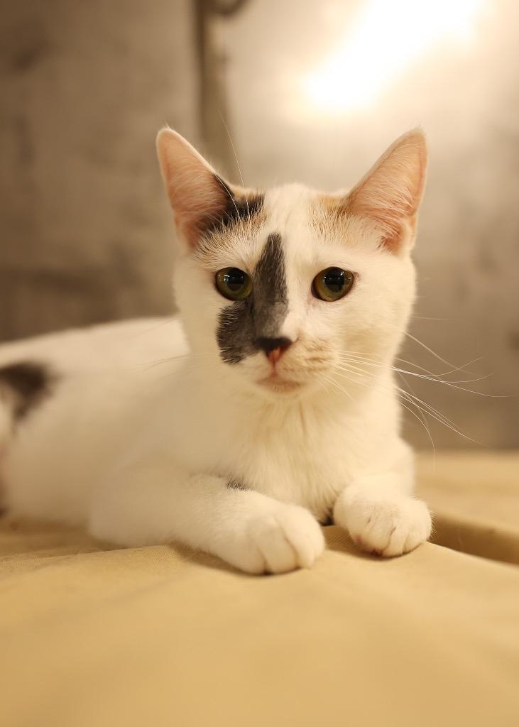 Marina , Adoptable, Kitten Female Dilute Calico.