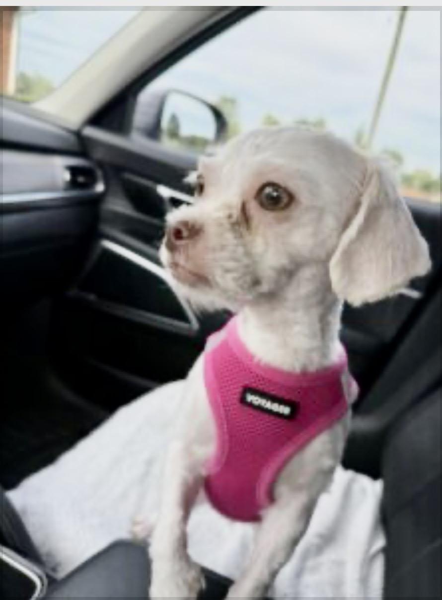 Millie, Adoptable, Young Female Malshi & Shih Tzu.