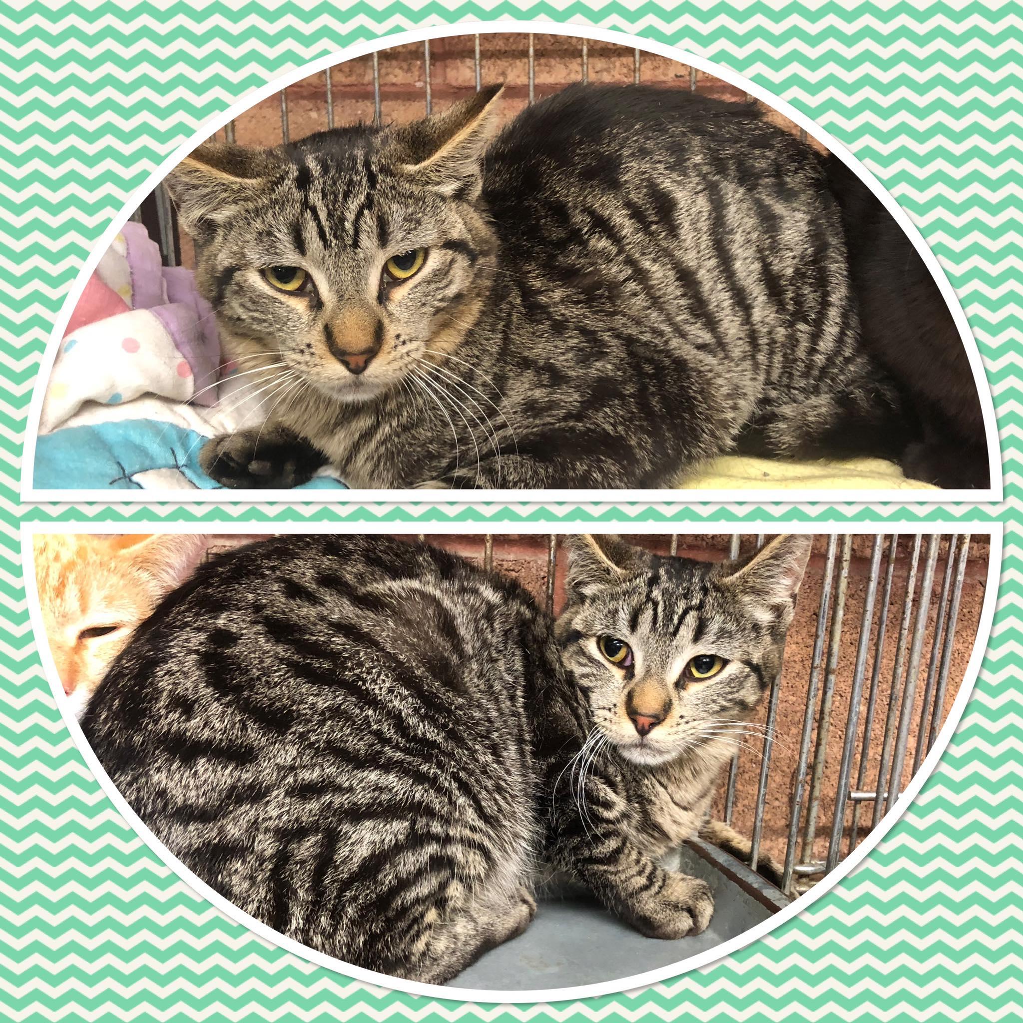 Enlarge FIZZLE POP, a ADOPTABLE Domestic Short Hair in Buckhannon, WV image 1/1