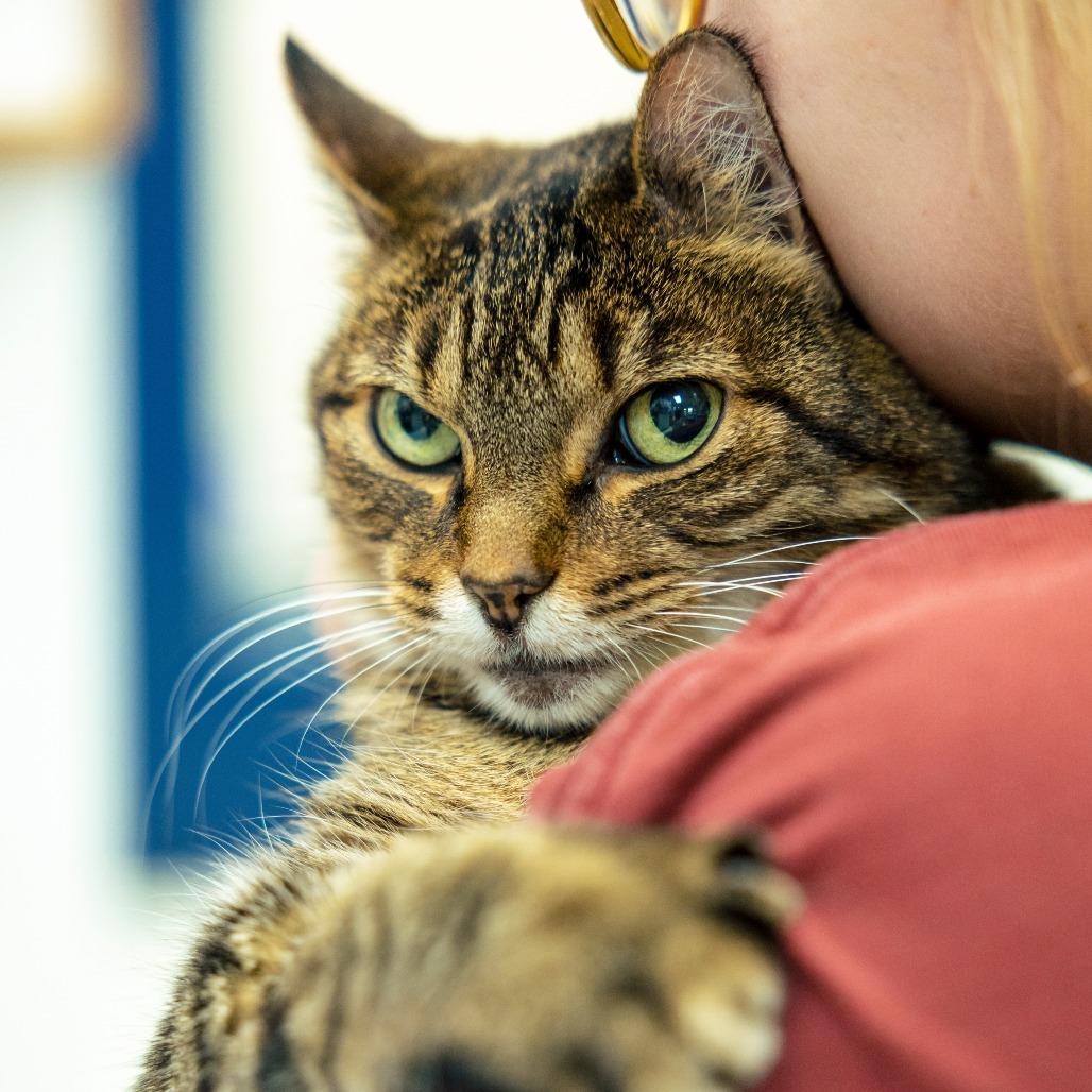 Camden, Adoptable, Senior Female Domestic Short Hair.