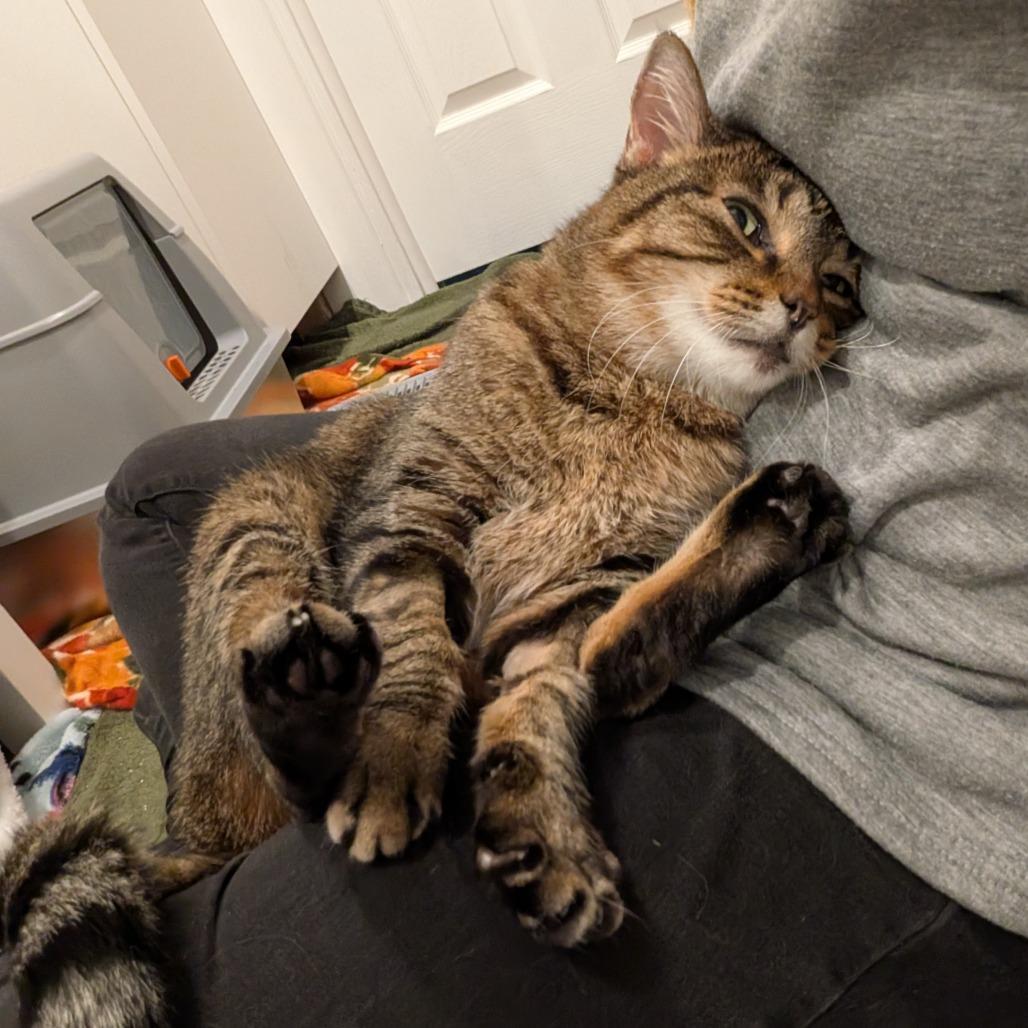 Camden, a Adoptable Domestic Short Hair in Lakewood, CO image 2/6