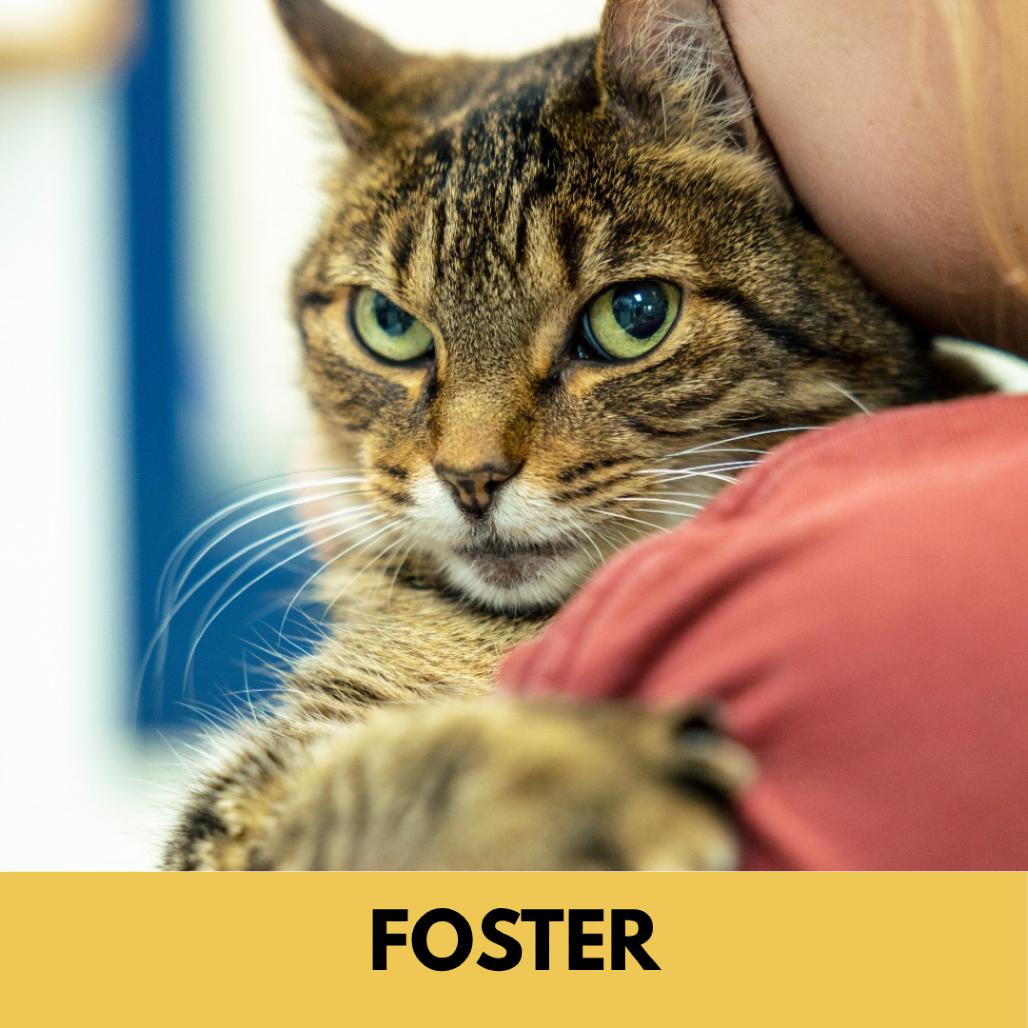 Camden, a Adoptable Domestic Short Hair in Lakewood, CO image 3/6