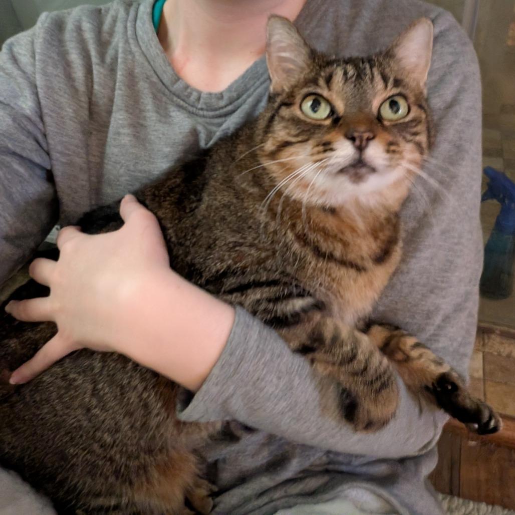 Camden, a Adoptable Domestic Short Hair in Lakewood, CO image 5/6