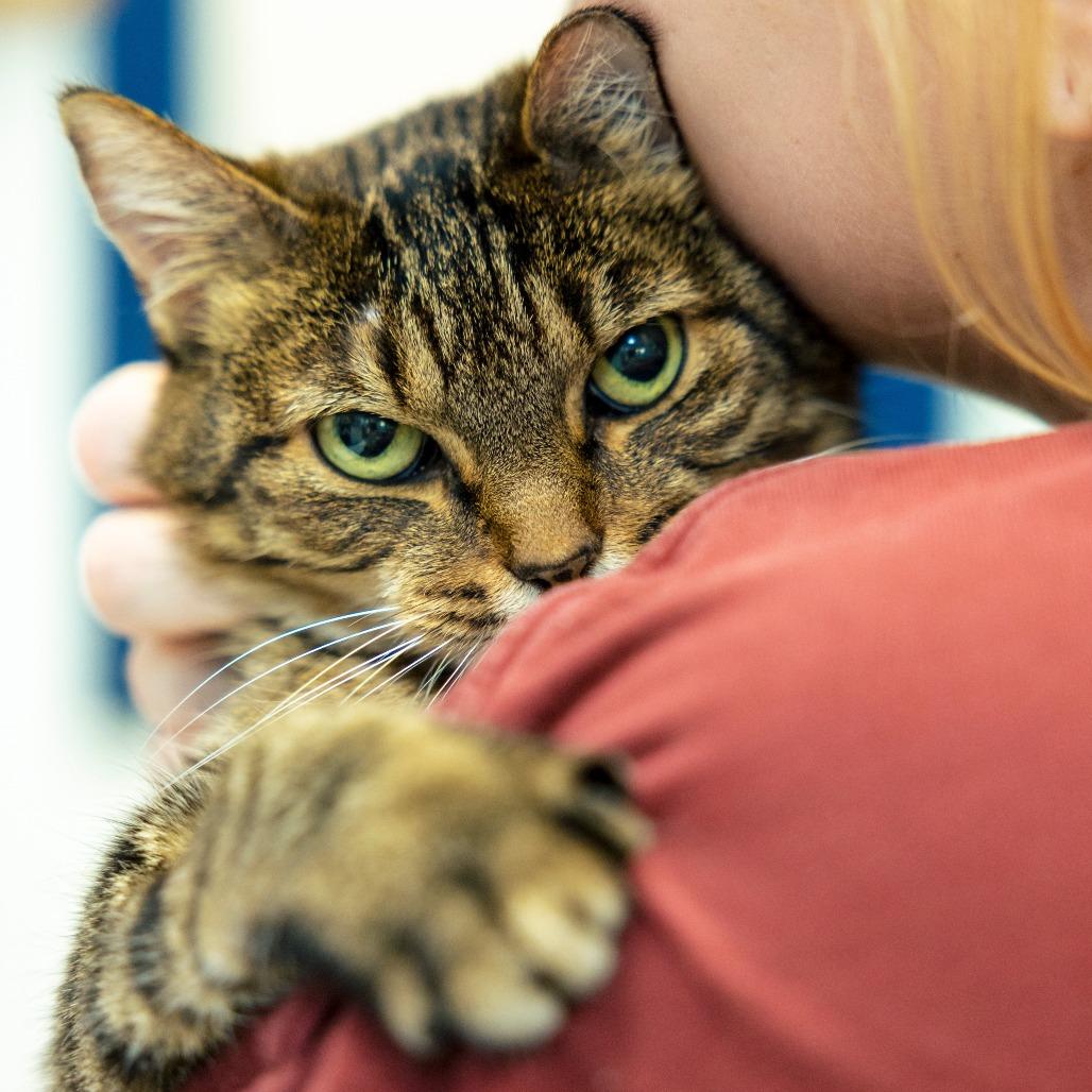 Camden, a Adoptable Domestic Short Hair in Lakewood, CO image 6/6